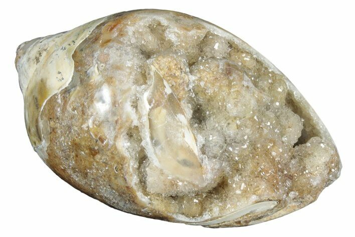 Chalcedony Replaced Gastropod With Sparkly Quartz - India #320822